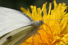 Pieris brassicae