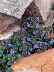 Glechoma hederacea