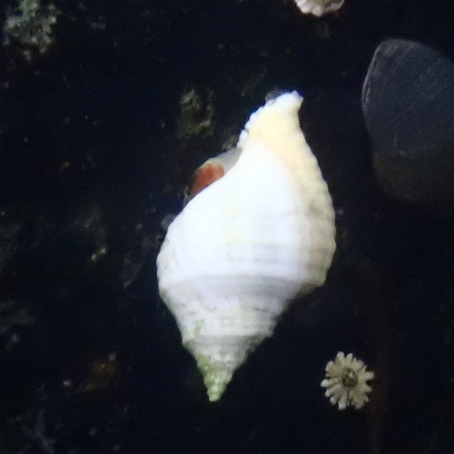 Atlantic Dogwhelk