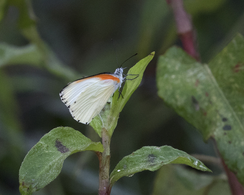 Eastern Swamp Dotted Border