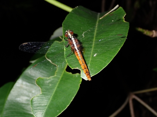Rufous Marsh Glider