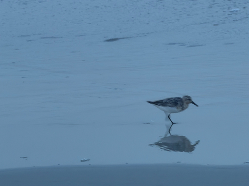 iNaturalist image