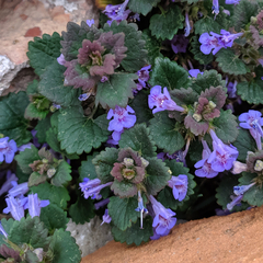 Glechoma hederacea