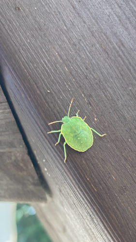 Green Shield Bug