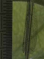 Chalcolestes viridis