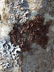 Melanohalea olivacea