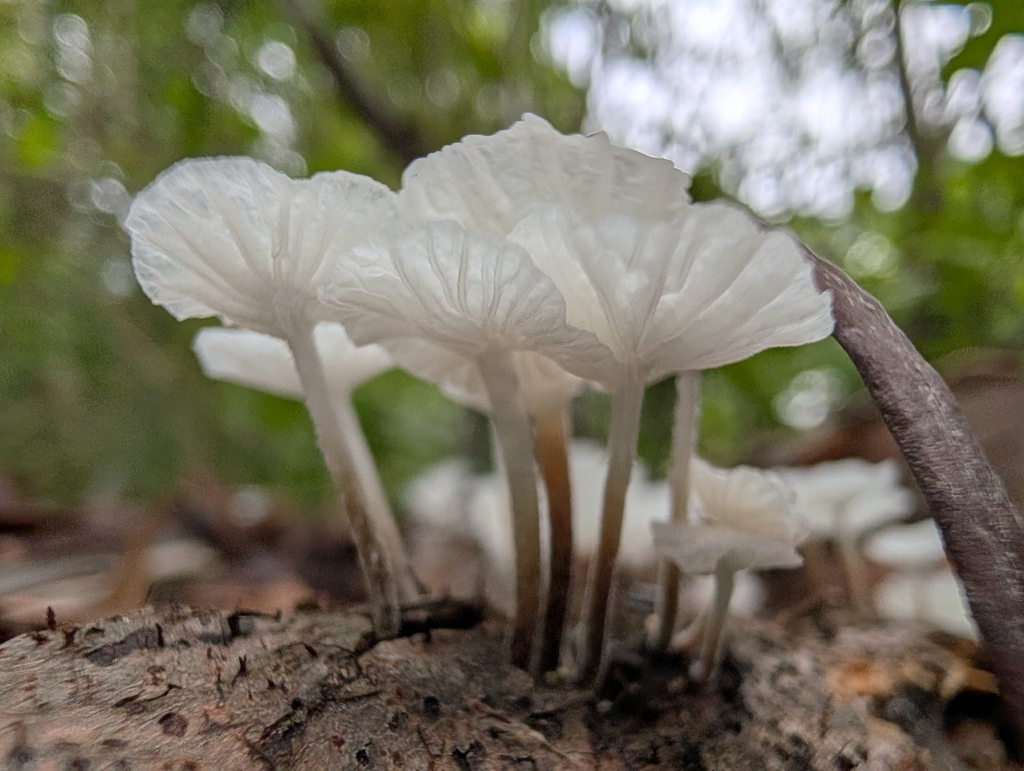 Fairy Parachutes · July 2026 · photo: Photo: no rights reserved · iNaturalist
