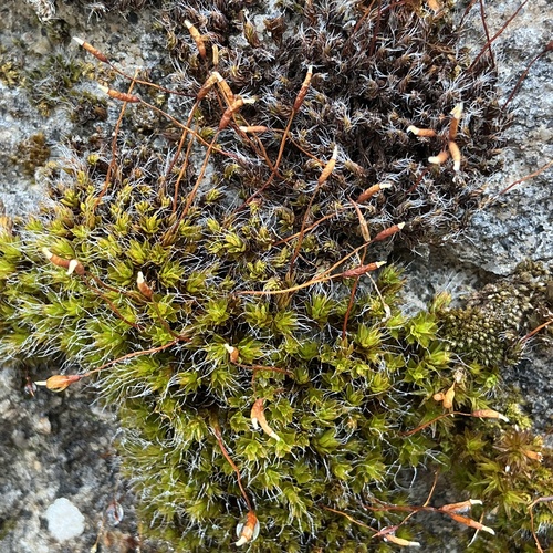 Intermediate Screw-moss