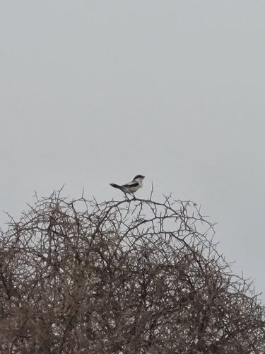 Great Gray Shrike