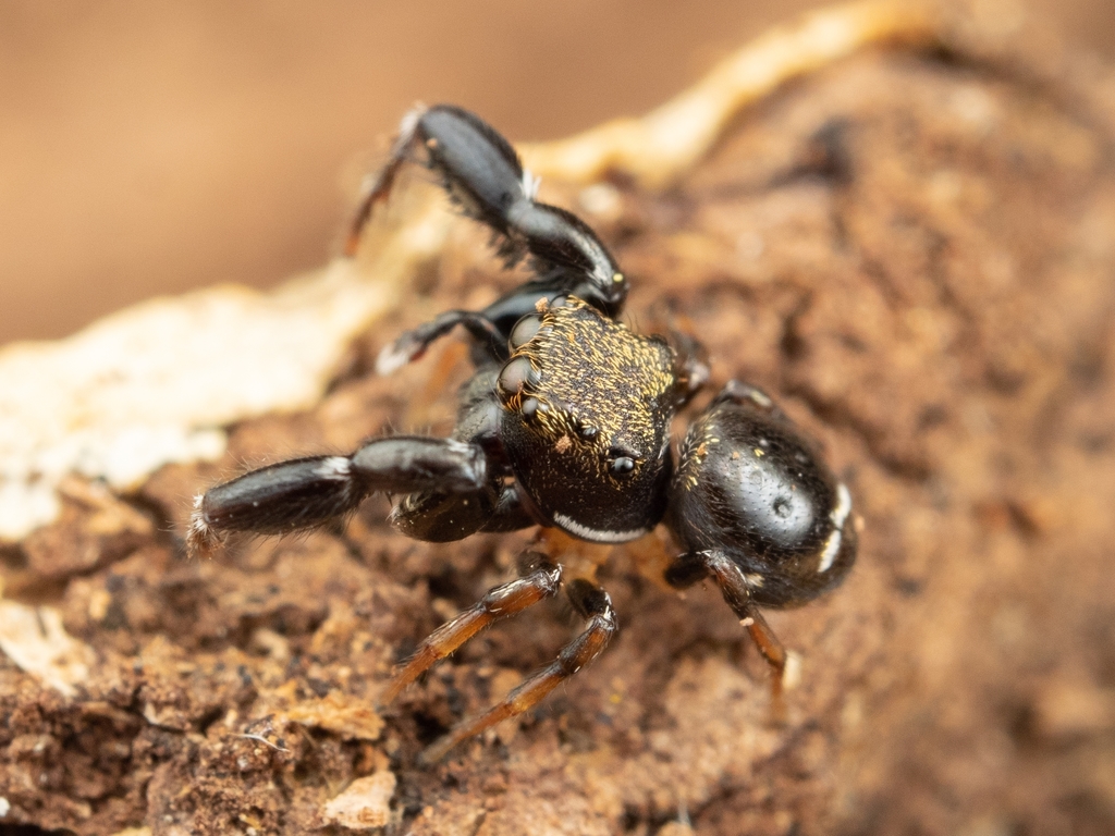 Harmochirus