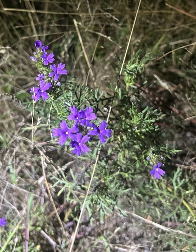 Dakota mock vervain