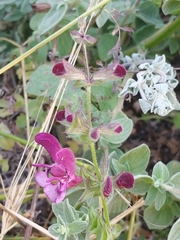Salvia hierosolymitana hierosolymitana