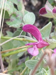 Salvia hierosolymitana hierosolymitana