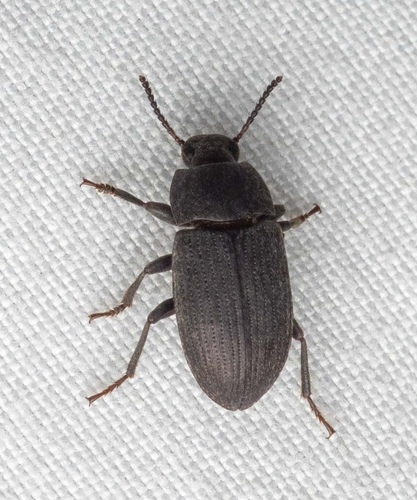 Blapstinus