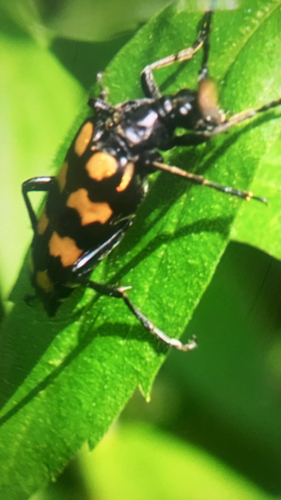four-banded longhorn beetle