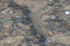 Salvelinus