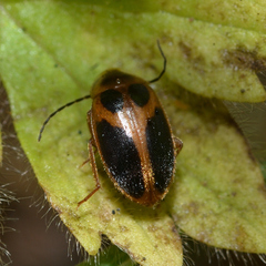 Sacodes pulchella