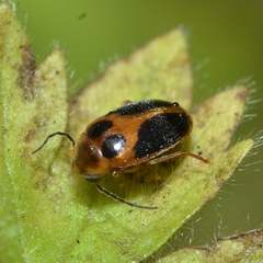 Sacodes pulchella