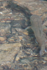 Salvelinus