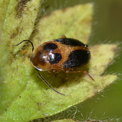 Sacodes pulchella