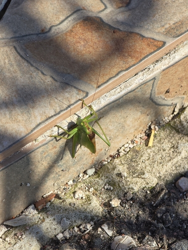 Upland Green Bush-cricket