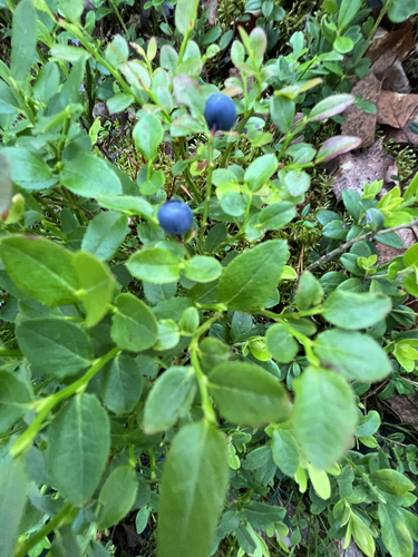 common bilberry