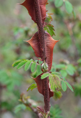 Rosa omeiensis