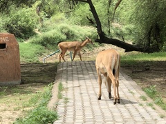 Boselaphus tragocamelus