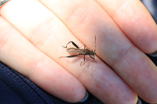 Camptopus lateralis