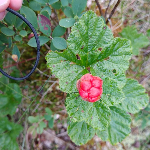 cloudberry