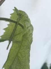 Chalcolestes viridis