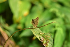 Junonia lemonias aenaria