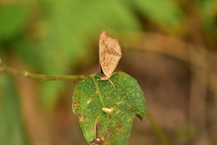 Junonia lemonias aenaria