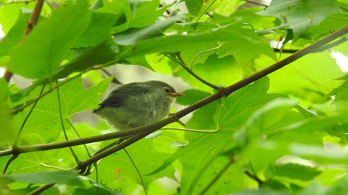 Setophaga americana