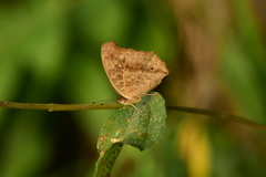 Junonia lemonias aenaria