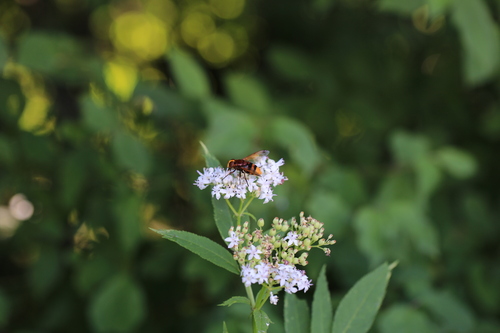 Hornet Mimic Hover Fly