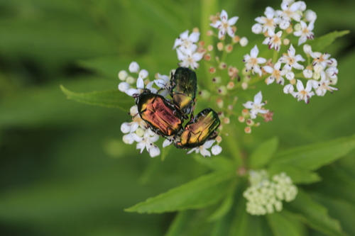 European Rose Chafer