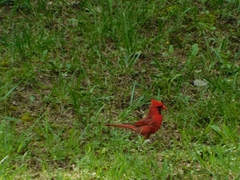 Cardinalis cardinalis