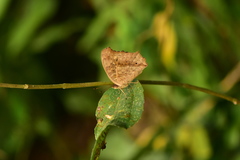 Junonia lemonias aenaria