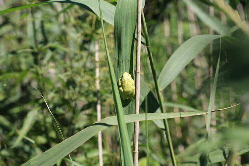 Eastern Tree Frog