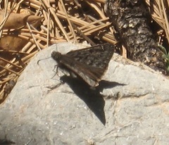 Erynnis telemachus