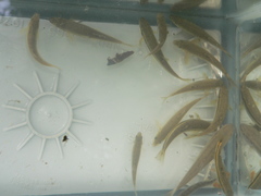 Rhinichthys cataractae