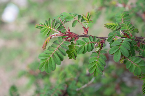 Rosa omeiensis, photograph 2