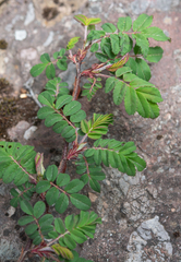 Rosa omeiensis, photograph (c) Morten Ross, some rights reserved (CC BY)