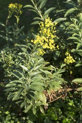 Senecio serratuloides