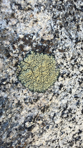 Green Rock-posy