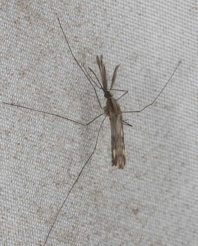 Woodland Malaria Mosquito