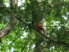 Cardinalis cardinalis