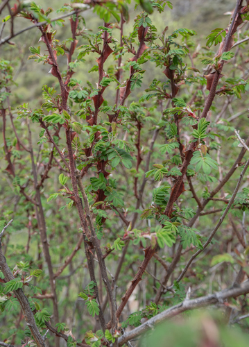Rosa omeiensis, photograph 4