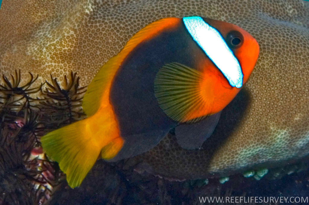 Poisson-clown cannelle (Amphiprion melanopus)